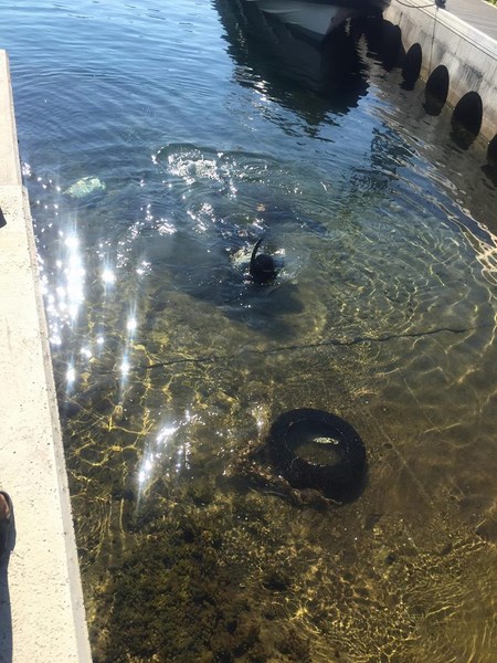 "Nettoyage du port et de la plage de Porto Pollo": un acte civique et environnemental pour nos écoliers